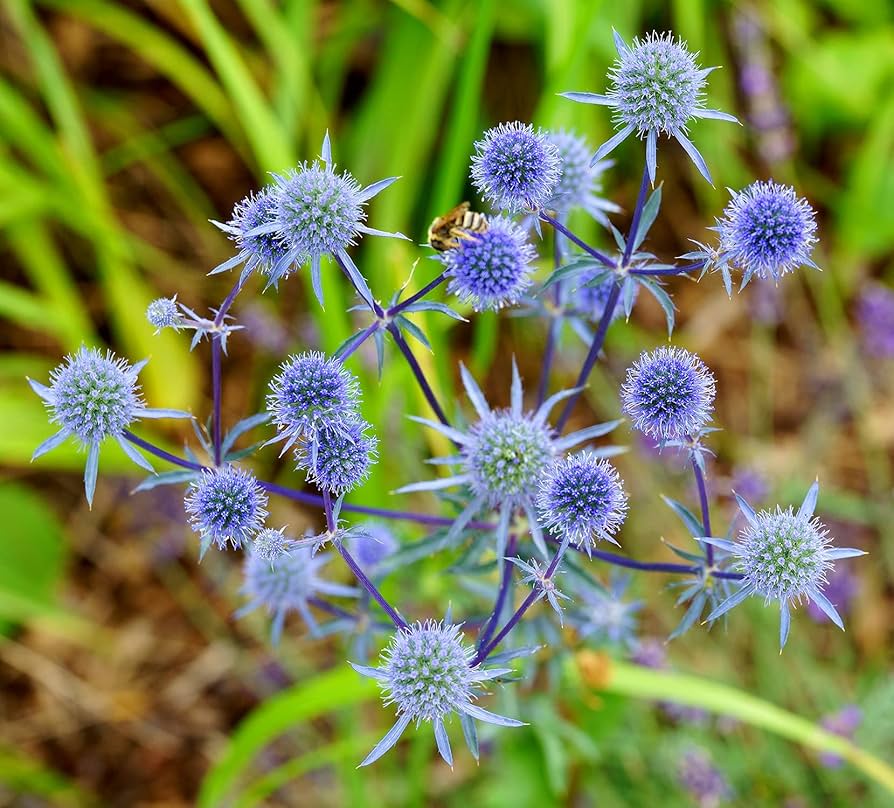 Edeldistel Blumensamen zur Aussaat farbenfroh Schau Traditionssorte & ohne Gentechnik Samen Hausgarten