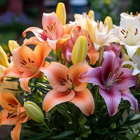 Daylily Hemerocallis spp Blumensamen zur Aussaat Blume Beet
