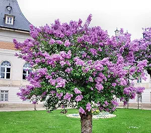 Syringa lilac syringa spp for anpflanzung in garten
