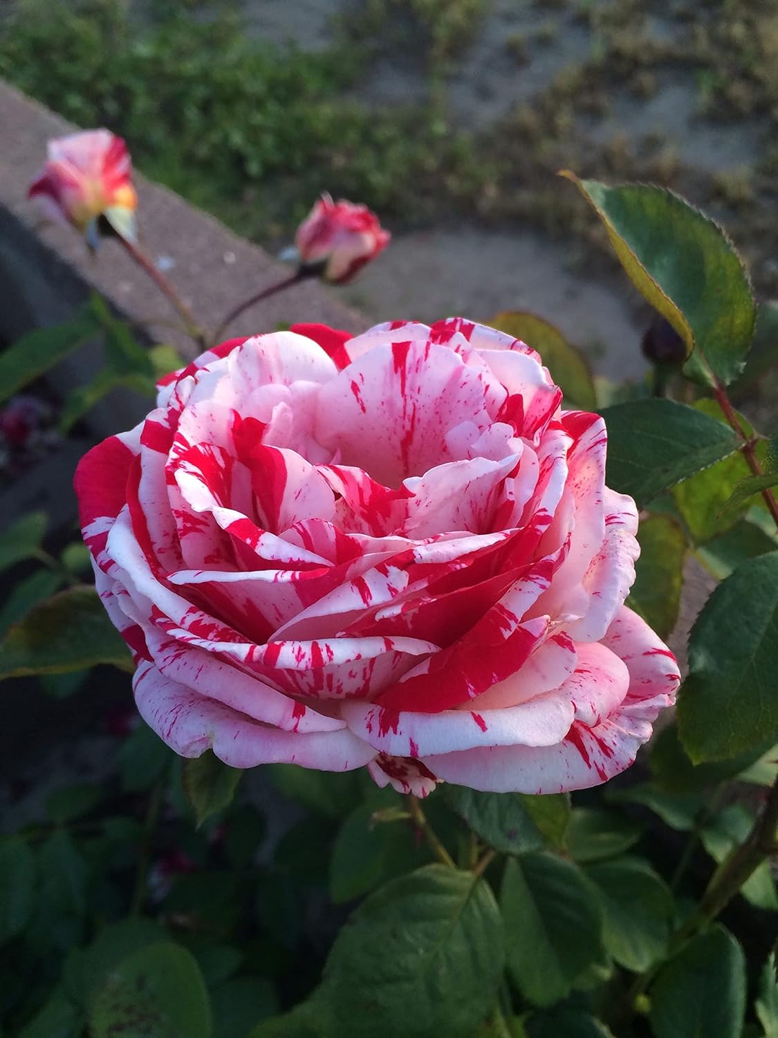 Weiß rosa rose blume samen for anpflanzung - cottage garten essential, heirloom & gmo free samen for home garten
 
 sale samen for anpflanzung in home garten