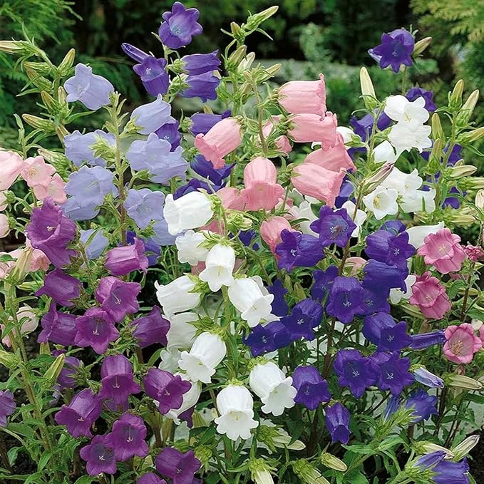 Rubinrot Traditionssorte Campanula "Canterbury Bell" Samen Rot Bells