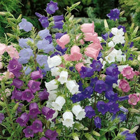 Rubinrot Traditionssorte Campanula "Canterbury Bell" Samen Rot Bells