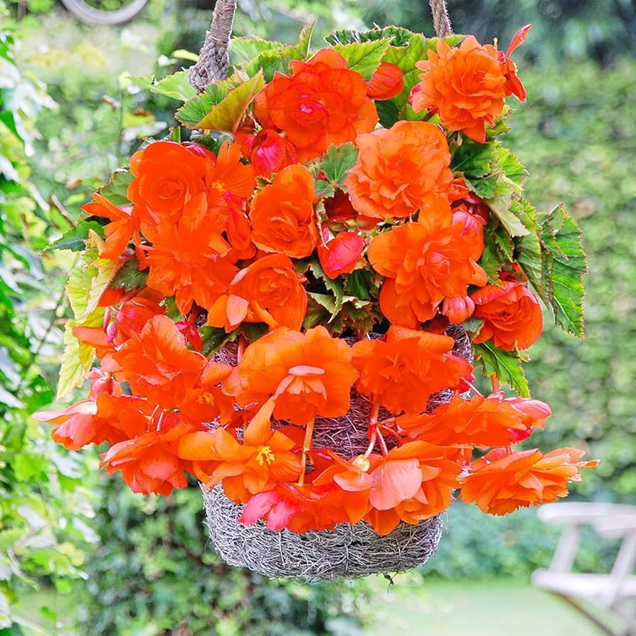 Orange gloxinia blume samen for anpflanzung - long bloom season, heirloom & gmo free samen for home garten
 
 sale samen for anpflanzung in home garten