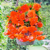 Orange gloxinia blume samen for anpflanzung - long bloom season, heirloom & gmo free samen for home garten
 
 sale samen for anpflanzung in home garten