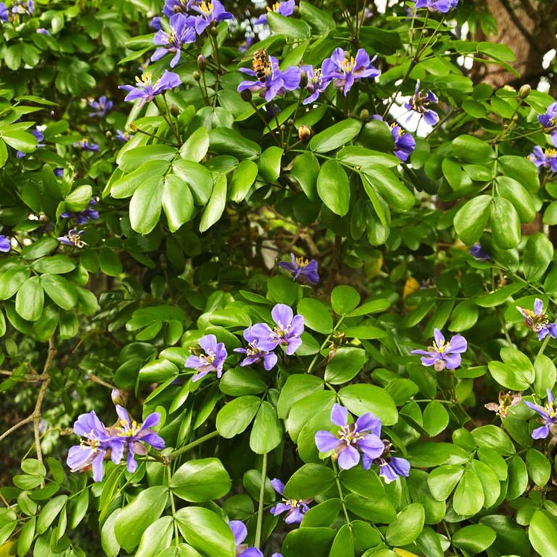 Lignum Vitae Guaiacum sanctum Blumensamen zur Aussaat tropisch Garten