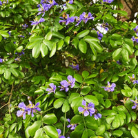 Lignum Vitae Guaiacum sanctum Blumensamen zur Aussaat tropisch Garten