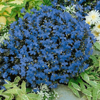 Lobelia Blau Wings Samen leuchtend Blau Blumen