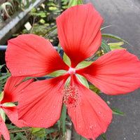 Rot riesig Texas Star Hibiskus Samen zur Aussaat Hausgarten Blume Beet