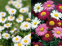 Gemischt Pyrethrum Blumensamen zur Aussaat Wildblume Mischung Traditionssorte & ohne Gentechnik Samen Hausgarten