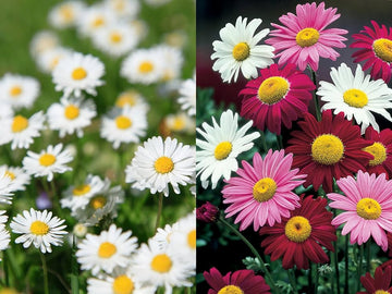 Gemischt Pyrethrum Blumensamen zur Aussaat Wildblume Mischung Traditionssorte & ohne Gentechnik Samen Hausgarten