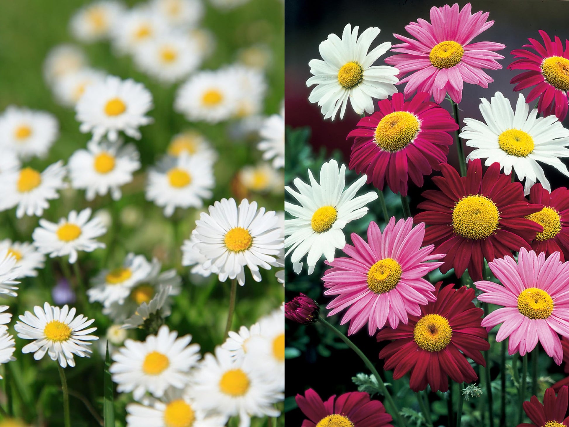 Pyrethrum Blumensamen zur Aussaat Landhaus Garten wichtig Traditionssorte & ohne Gentechnik Samen Hausgarten