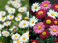 Pyrethrum Blumensamen zur Aussaat Landhaus Garten wichtig Traditionssorte & ohne Gentechnik Samen Hausgarten