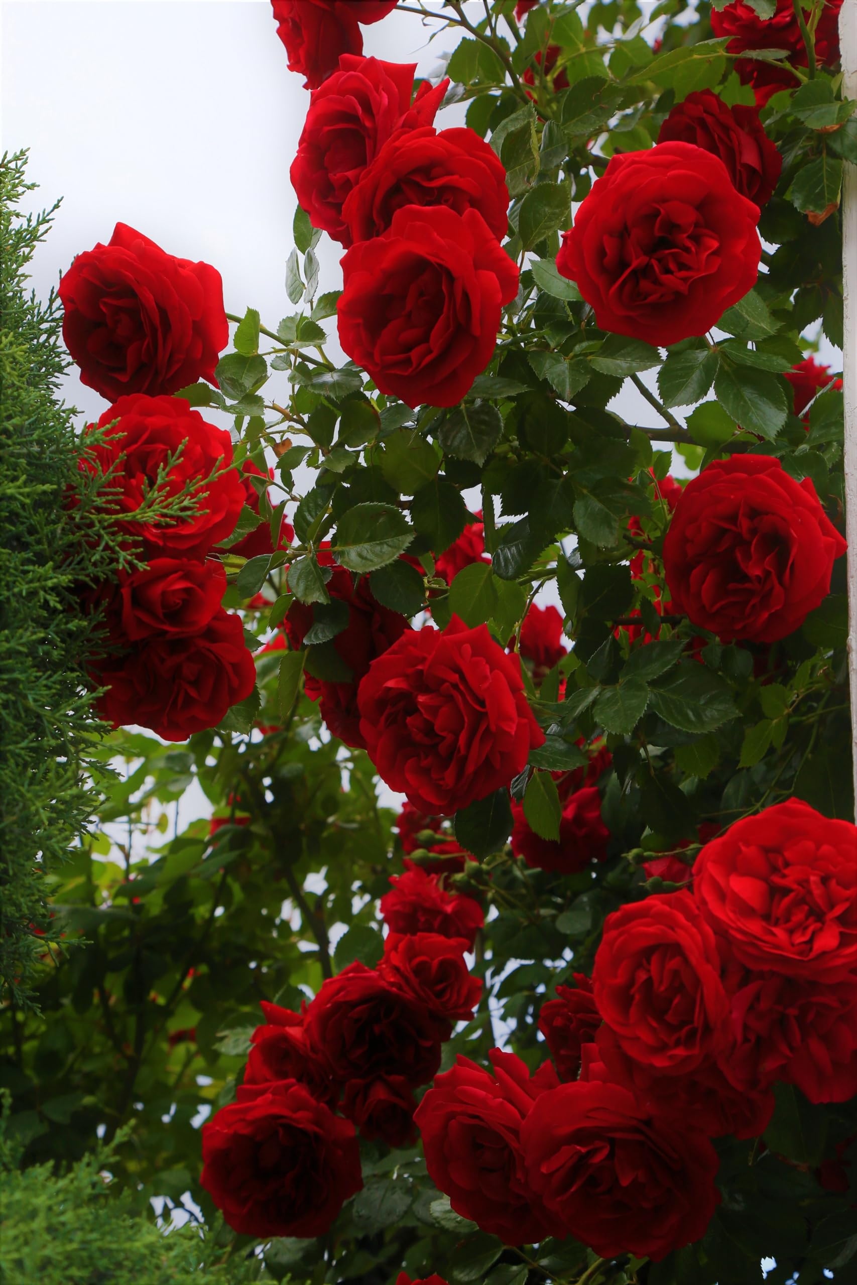 Rose Baum Rosa Chinensis Rot Samen zur Aussaat Balcony Pot Garten