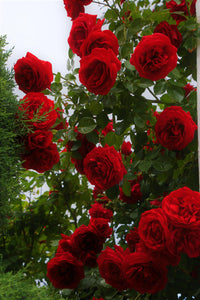 Rose Baum Rosa Chinensis Rot Samen zur Aussaat Balcony Pot Garten