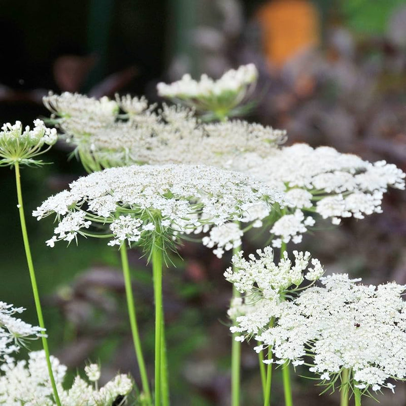 Queen anne's lace daucus carota for anpflanzung in blume bed