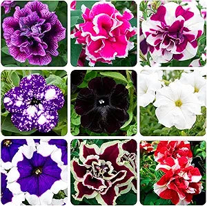 Gemischt Petunie Violacea Blume Petunie violacea Samen zur Aussaat Blume Beet & Garten