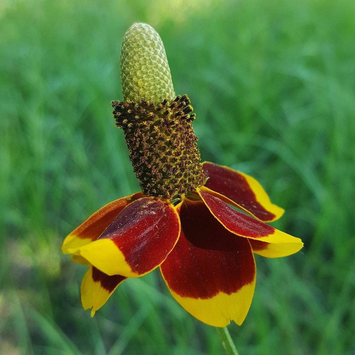 Hat coneflower samen for anpflanzung drought tolerant heirloom & gmo free samen for home garten 
 
 sale for anpflanzung in home garten