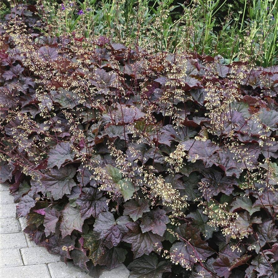 Lila Heuchera Heuchera micrantha Palace Lila Samen zur Aussaat Halbschatten Garten Rabatten