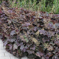 Lila Heuchera Heuchera micrantha Palace Lila Samen zur Aussaat Halbschatten Garten Rabatten