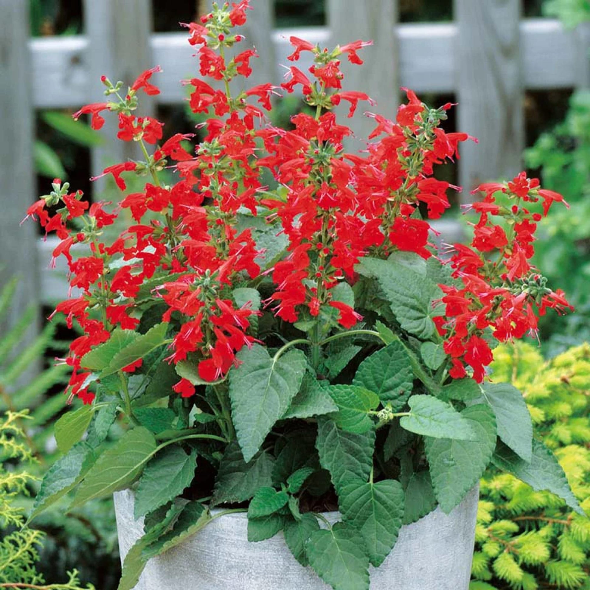 Lady Rot Salvia Samen – Hummingbird Magnet mehrjährig Blume
