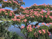 Albizia Blumensamen (Mimosa Silk Baum) elegant – tropisch Blumen