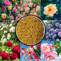 Gemischt Rose Balcony Blumensamen zur Aussaat saisonal Dauerblüher Traditionssorte & ohne Gentechnik Samen Hausgarten