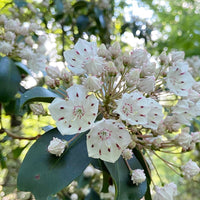 Kalmia Latifolia Mountain Laurel Blumensamen zur Aussaat Woodland Garten und Halbschatten Areas