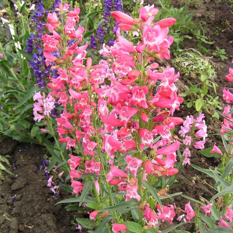 Penstemon Beard Tongue Gemischt Blumensamen