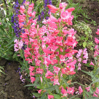 Penstemon Beard Tongue Gemischt Blumensamen