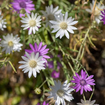Immortal Mischung Xeranthemum annuum Samen zur Aussaat dry Blume Garten Wildblume Beet