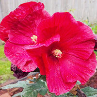 Dinner Plate Hibiskus Hibiskus rosa-sinensis Blumensamen zur Aussaat Blume Beet und Garten