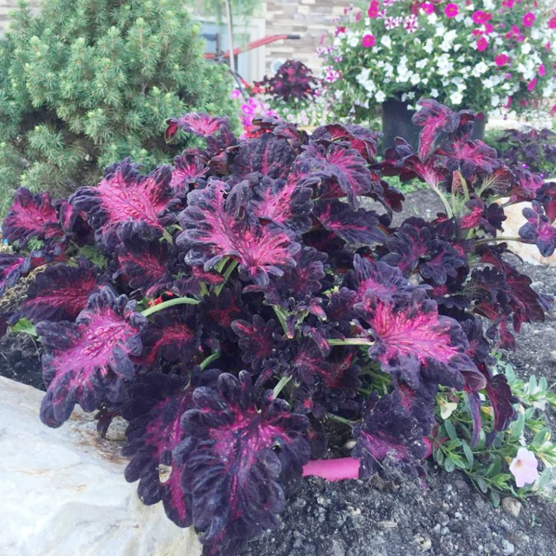 Rainbow Dragon Buntnessel Buntnessel blumei Samen zur Aussaat Container Garten