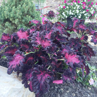 Rainbow Dragon Buntnessel Buntnessel blumei Samen zur Aussaat Container Garten