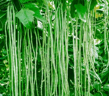 Green Asparagus Bean Samen zum Pflanzen