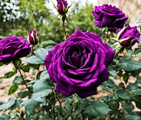 tief Lila Rose Blumensamen zur Aussaat duftend Blüten Traditionssorte & ohne Gentechnik Samen Hausgarten
