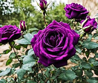 Floribunda Blumensamen zur Aussaat – sonnenliebend – Traditionssorte & ohne Gentechnik Samen Hausgarten