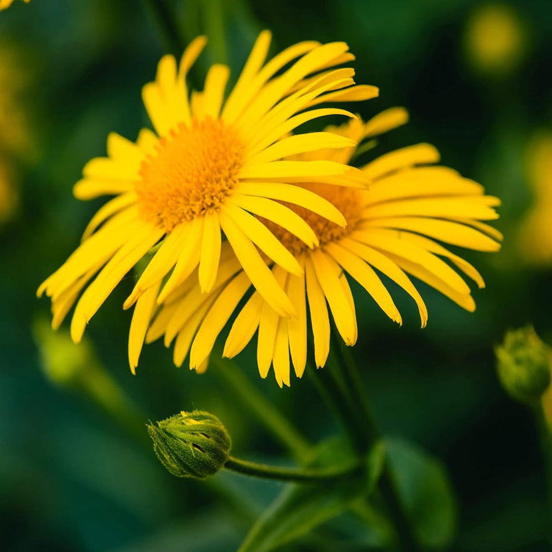Arnica blume samen for anpflanzung drought tolerant heirloom & gmo free samen for home garten
sale samen for home garten anpflanzung