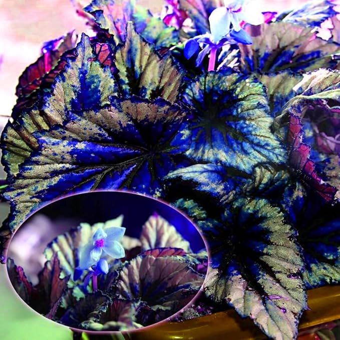 Coleus samen for colorful leaf pflanzen and garten texture