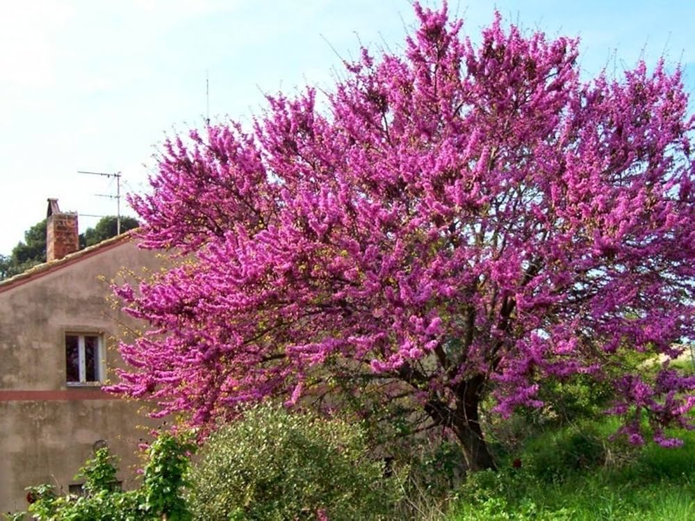 Eastern Judas Baum Samen (Cercis Canadensis) – robust Baum Rosa Blüten