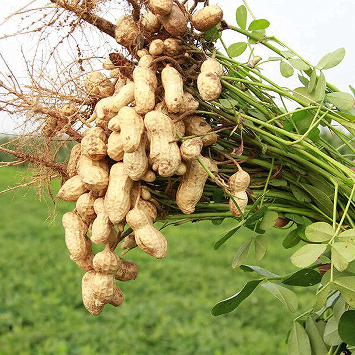 Peanut blume samen for anpflanzung - fragrant blossoms, heirloom & gmo free samen for home garten
 
 sale samen for home garten