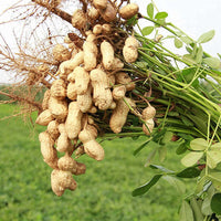 Peanut blume samen for anpflanzung - fragrant blossoms, heirloom & gmo free samen for home garten
 
 sale samen for home garten