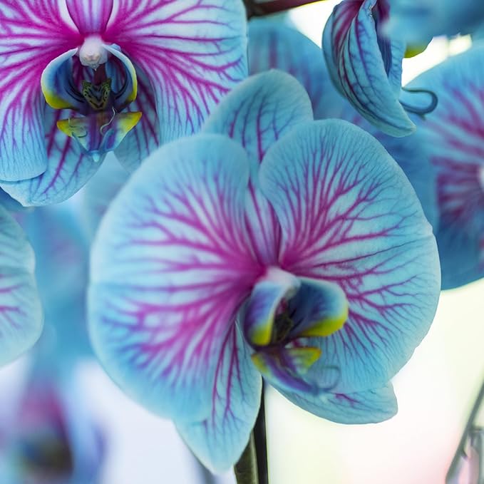 Schmetterlingsorchidee Orchidee Schmetterlingsorchidee spp Blumensamen zur Aussaat für Innenräume Garten