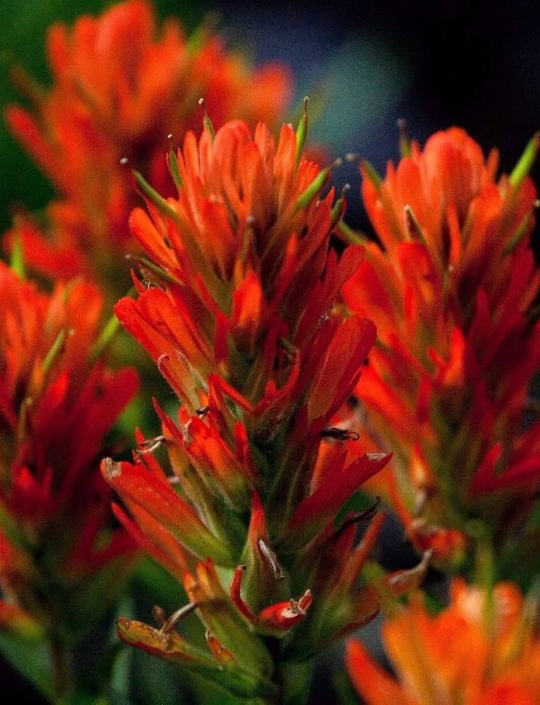 Castilleja coccinea for anpflanzung in wildflower garten