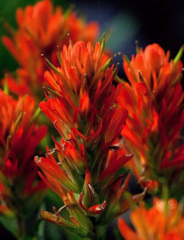 Castilleja coccinea for anpflanzung in wildflower garten