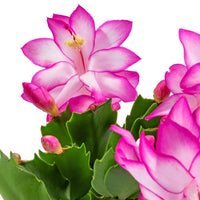 Zygocactus Blumensamen zur Aussaat kompakt Wuchs Traditionssorte & ohne Gentechnik Samen Hausgarten
