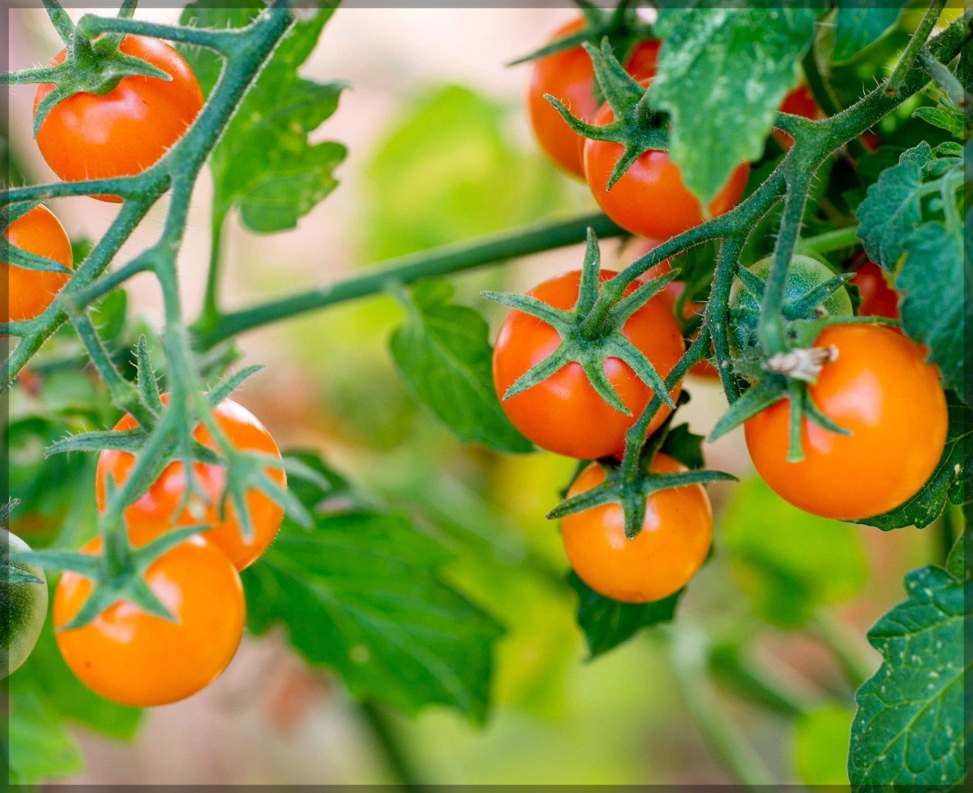 Sungold Tomate Planting Samen - Grow Delicious Tomatees