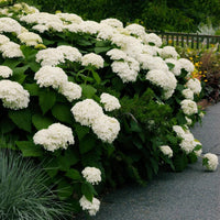 Native Hortensie Arborescens Smooth Wild Sevenbark Blume Strauch Shrub Samen