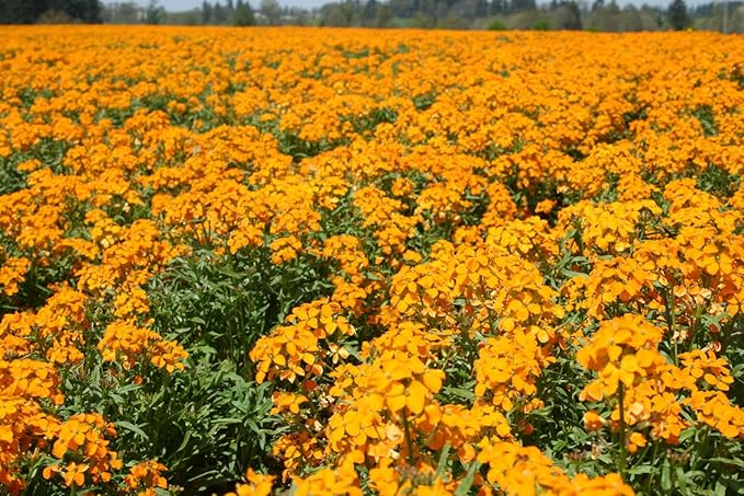 Orange Siberian Wallflower Samen leuchtend Garten Accents