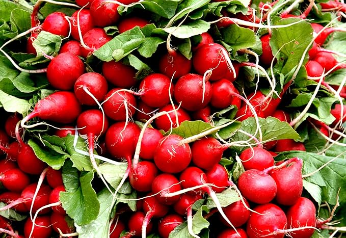 Easter egg radish samen - colorful aussaat für vibrant harvests gemüse samen