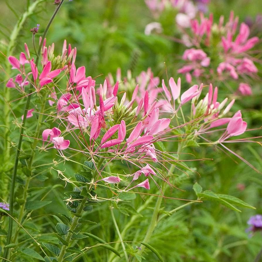 Cleome Blumensamen zur Aussaat Cleome Hassleriana Bestäuber Garten Landhaus border